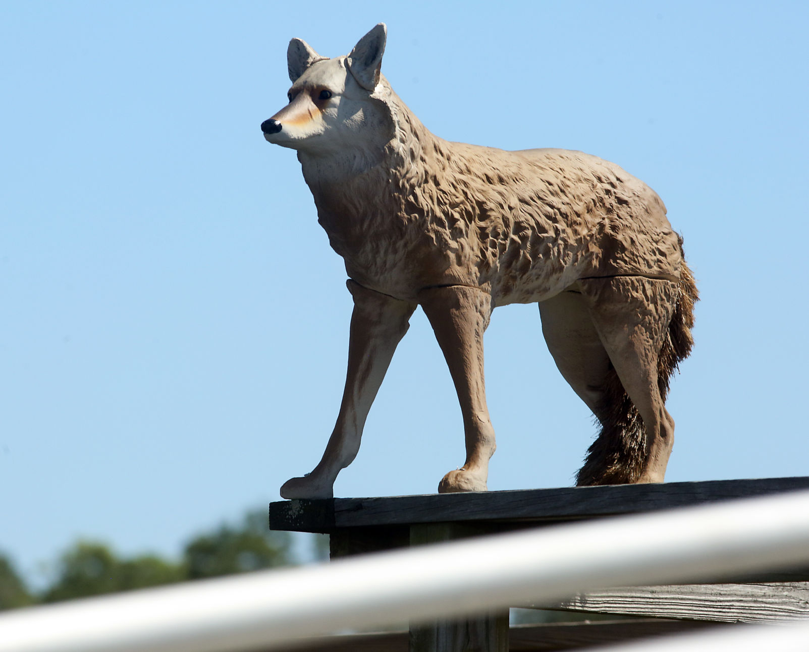 Coyote